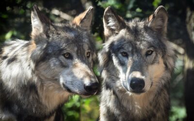Loup y es-tu ?