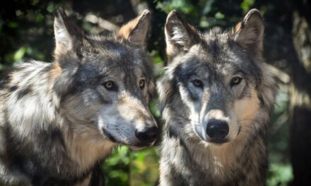 Loup y es-tu ?