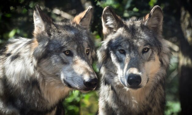 Loup y es-tu ?
