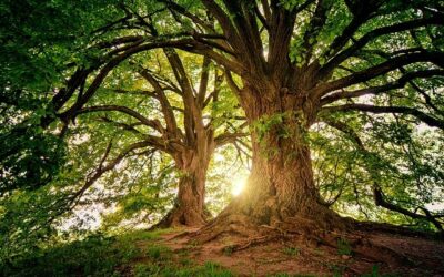 Si seulement nous étions aussi géniaux que les arbres ! 