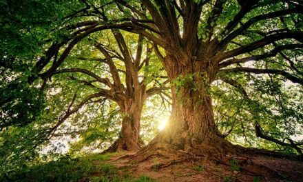 Si seulement nous étions aussi géniaux que les arbres !
