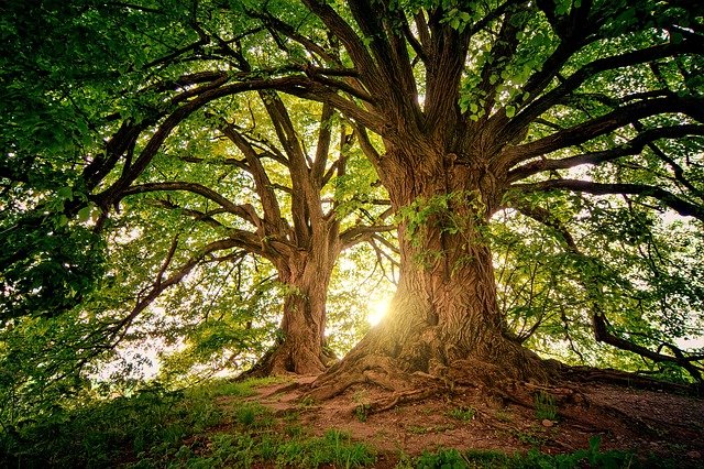 Si seulement nous étions aussi géniaux que les arbres ! 