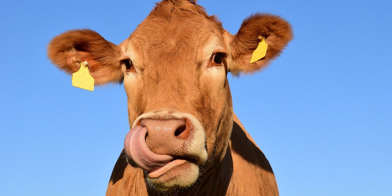 <strong>Mariette et le protocole rural</strong>