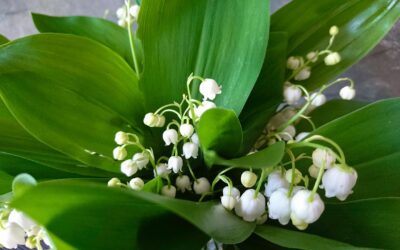 Pourquoi du muguet le 1er mai ?  