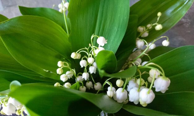 Pourquoi du muguet le 1er mai ?  