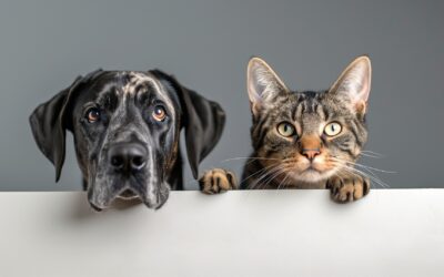 Des animaux en Ehpad, vraiment ? 