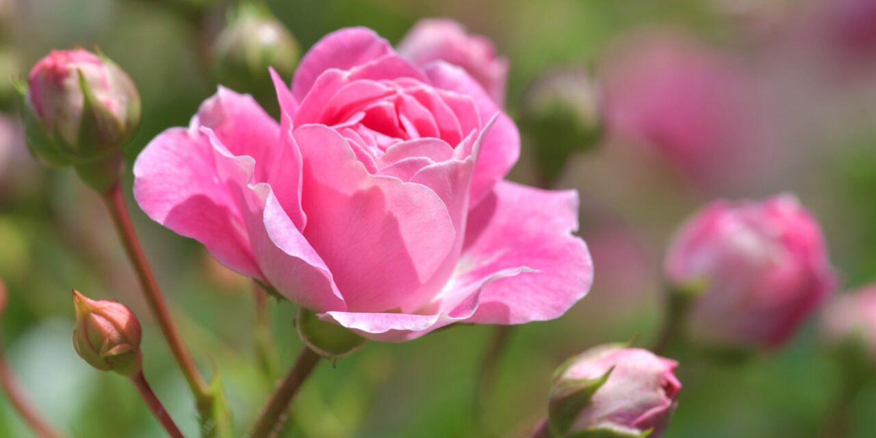 Mon amie la rose 