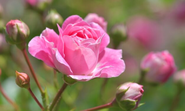 Mon amie la rose 