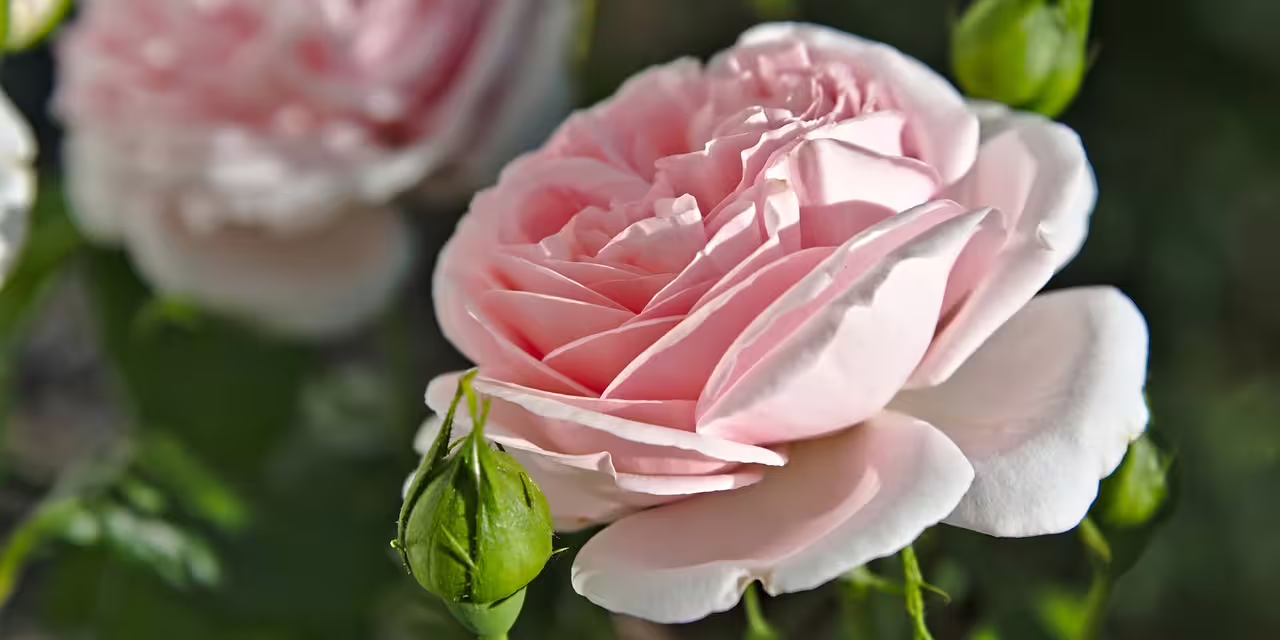 Mon amie la rose (2)