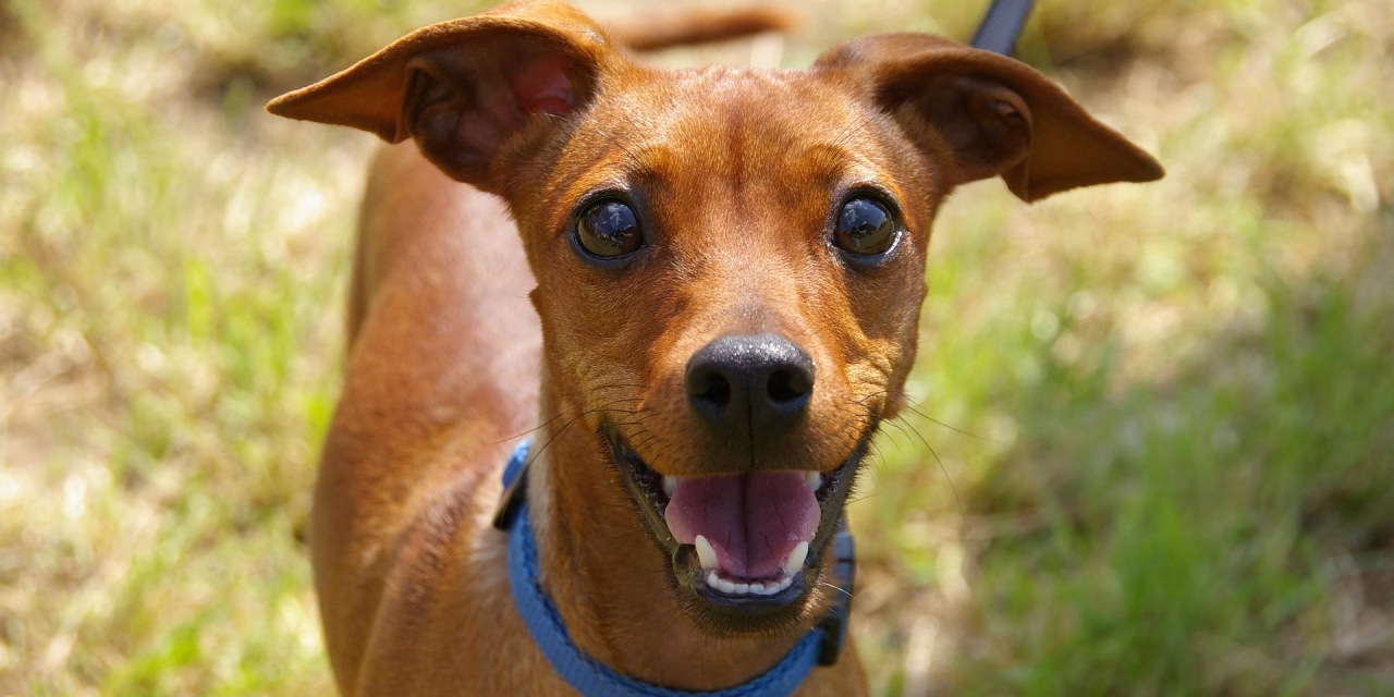 Un animal ne s’abandonne pas