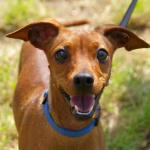 Un animal ne s’abandonne pas