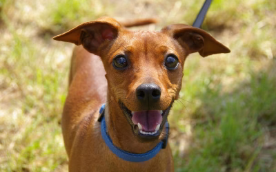 Un animal ne s’abandonne pas